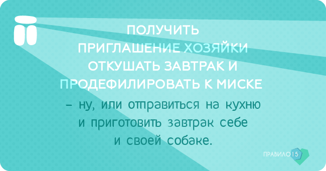мгновений кайфого утра от моей собаки. Диабет, сахарный диабет, СД1 типа, СД 2 типа, Правило 15.