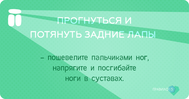мгновений кайфого утра от моей собаки. Диабет, сахарный диабет, СД1 типа, СД 2 типа, Правило 15.