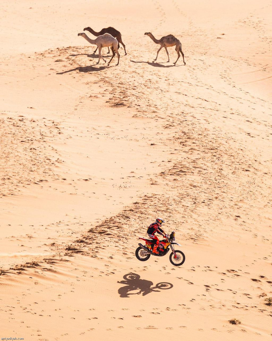 داكار في حائل