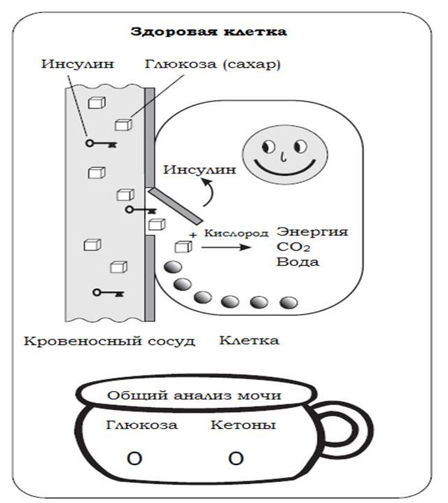 Инсулин и его значение для организма.Диабет, сахарный диабет, СД1 типа, СД 2 типа, Правило 15.