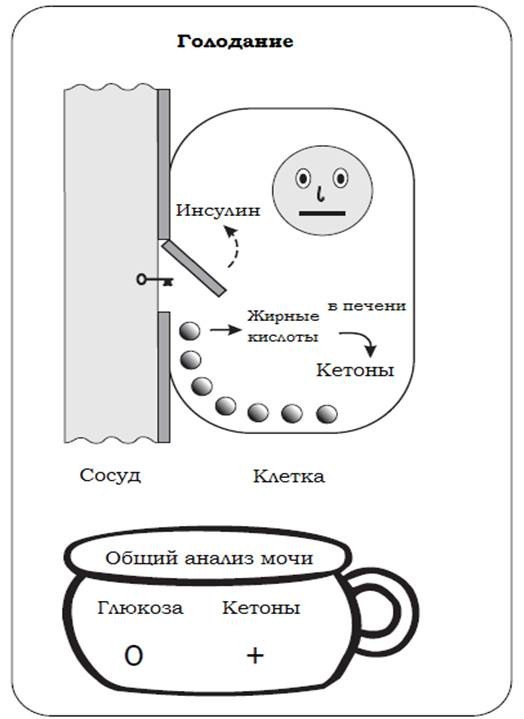 Инсулин и его значение для организма.Диабет, сахарный диабет, СД1 типа, СД 2 типа, Правило 15.