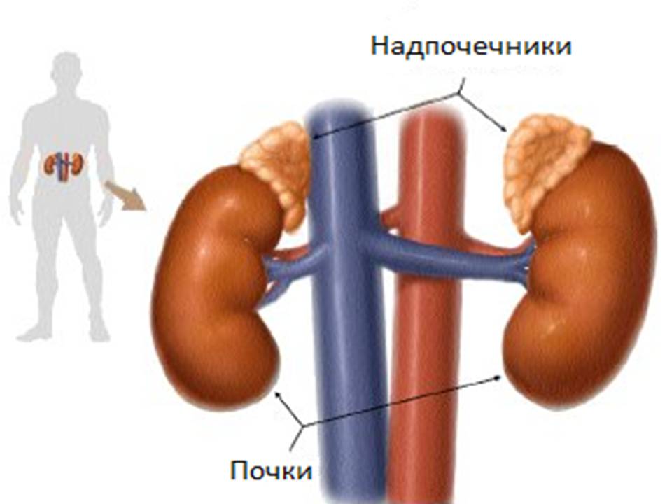 Гормоны, регулирующие уровень глюкозы крови.Диабет, сахарный диабет, СД1 типа, СД 2 типа, Правило 15.
