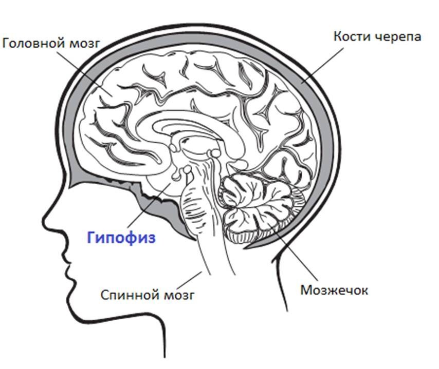 Гормоны, регулирующие уровень глюкозы крови.Диабет, сахарный диабет, СД1 типа, СД 2 типа, Правило 15.