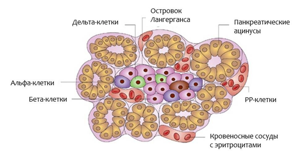 Поджелудочная железа – строение и функция, роль в развитии СД.Диабет, сахарный диабет, СД1 типа, СД 2 типа, Правило 15.